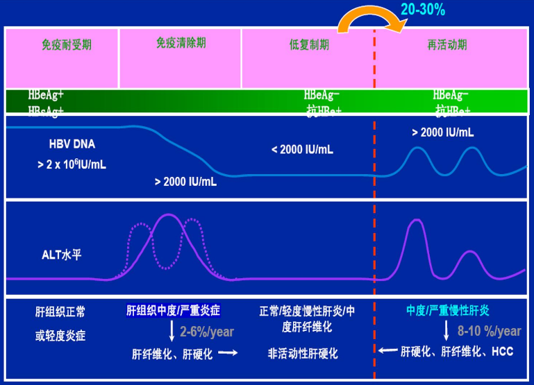 图：慢性乙肝的自然病程，来源：东北证券